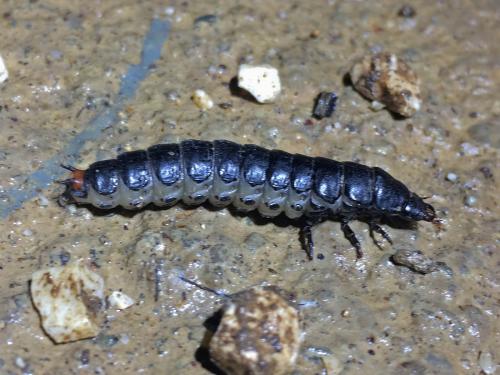 Calosoma sycophanta